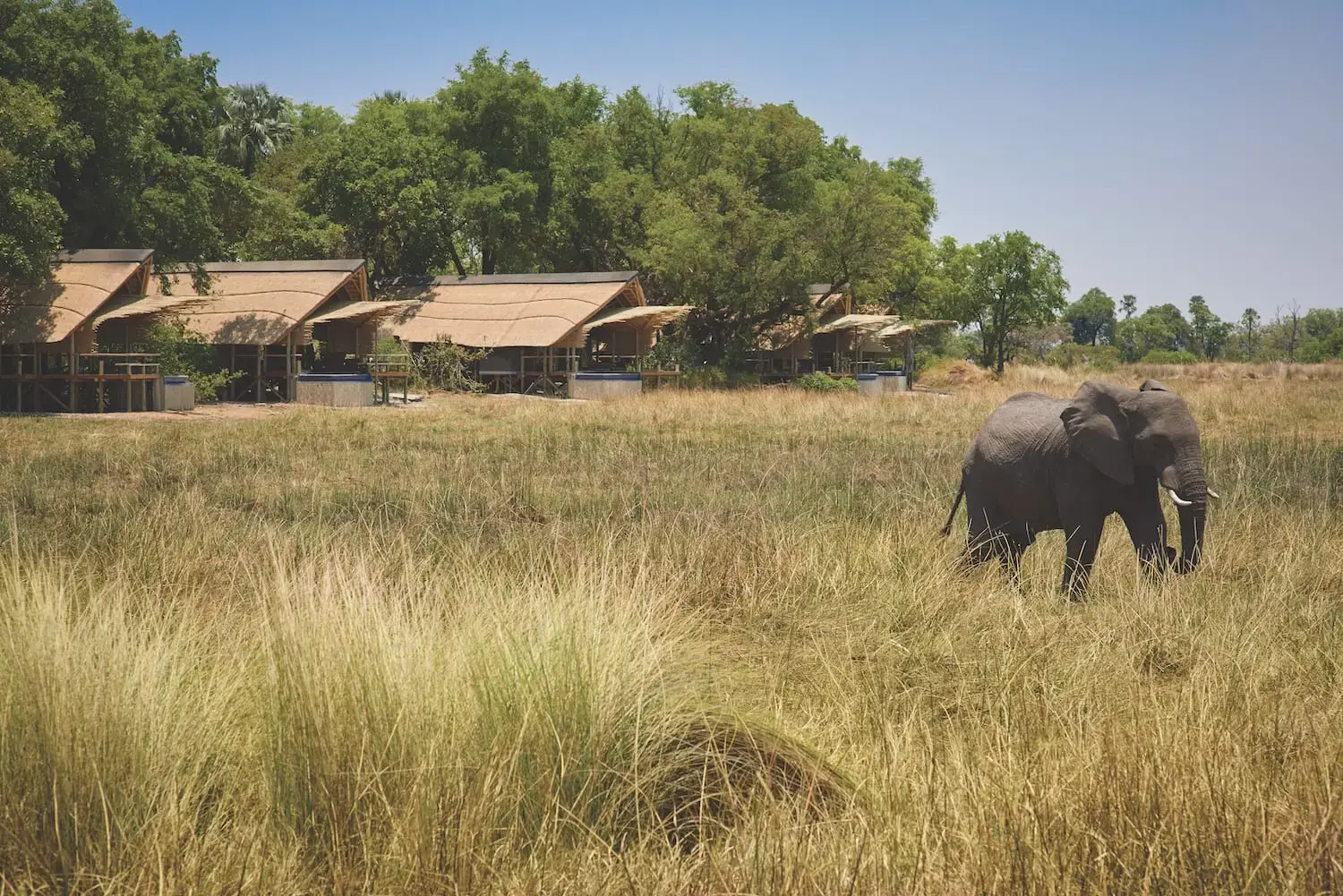 Belmond Eagle Island Lodge — Delta rieky Okavango, Botswana