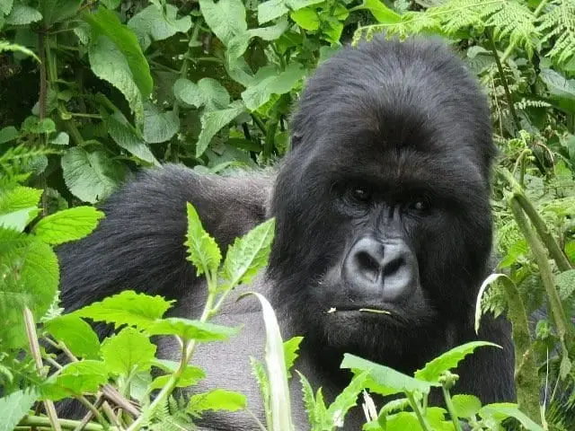 Wilderness Bisate — Volcanoes National Park, Rwanda