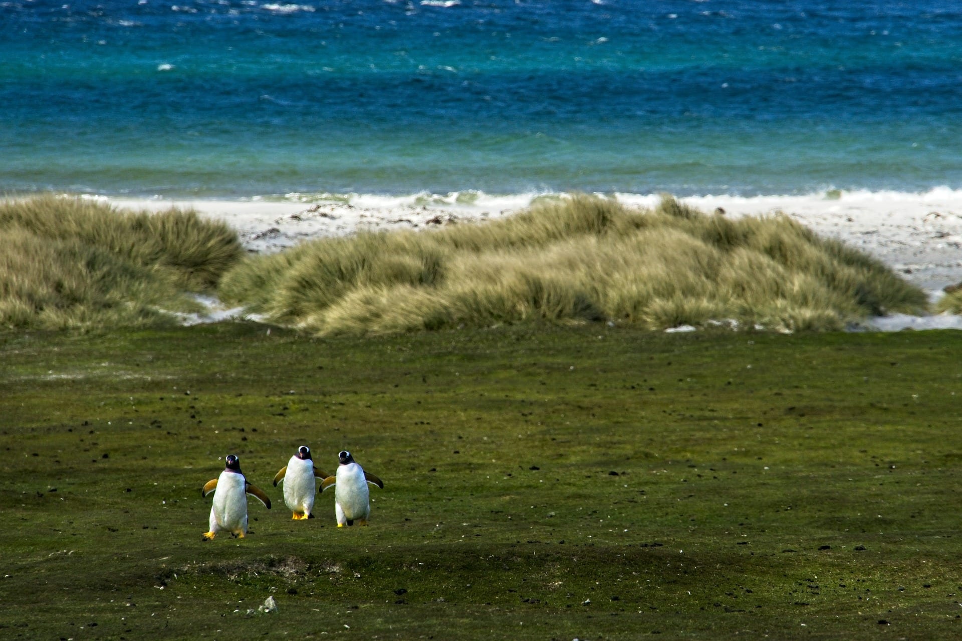 Falklandy