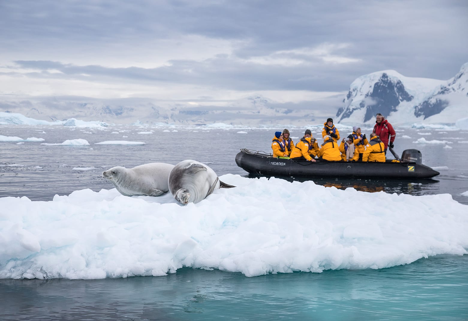 Quark Expeditions - Crabeater Seals - Antarctica - Credit Acacia Johnson