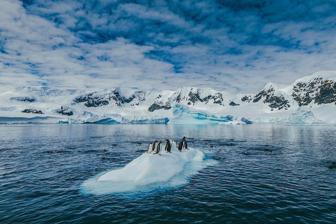 Quark Expeditions - Gentoo Penguins - Antarctic Peninsula - Credit David Merron