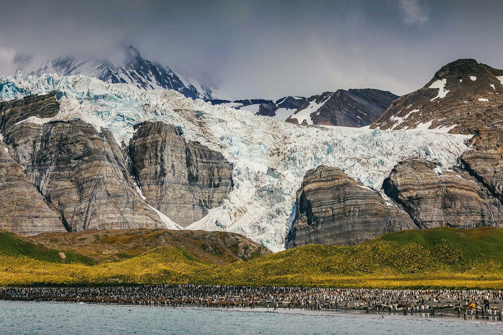 Quark Expeditions - King Penguins - South Georgia - Credit David Merron (1)