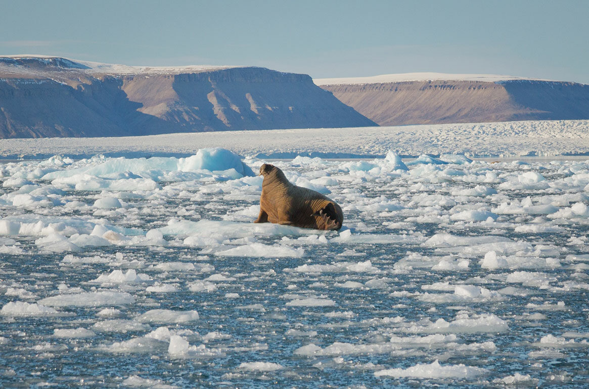 Quark Expeditions_CanadasRemoteArctic_croker_bay_canadianarctic_Credit_AcaciaJohnson