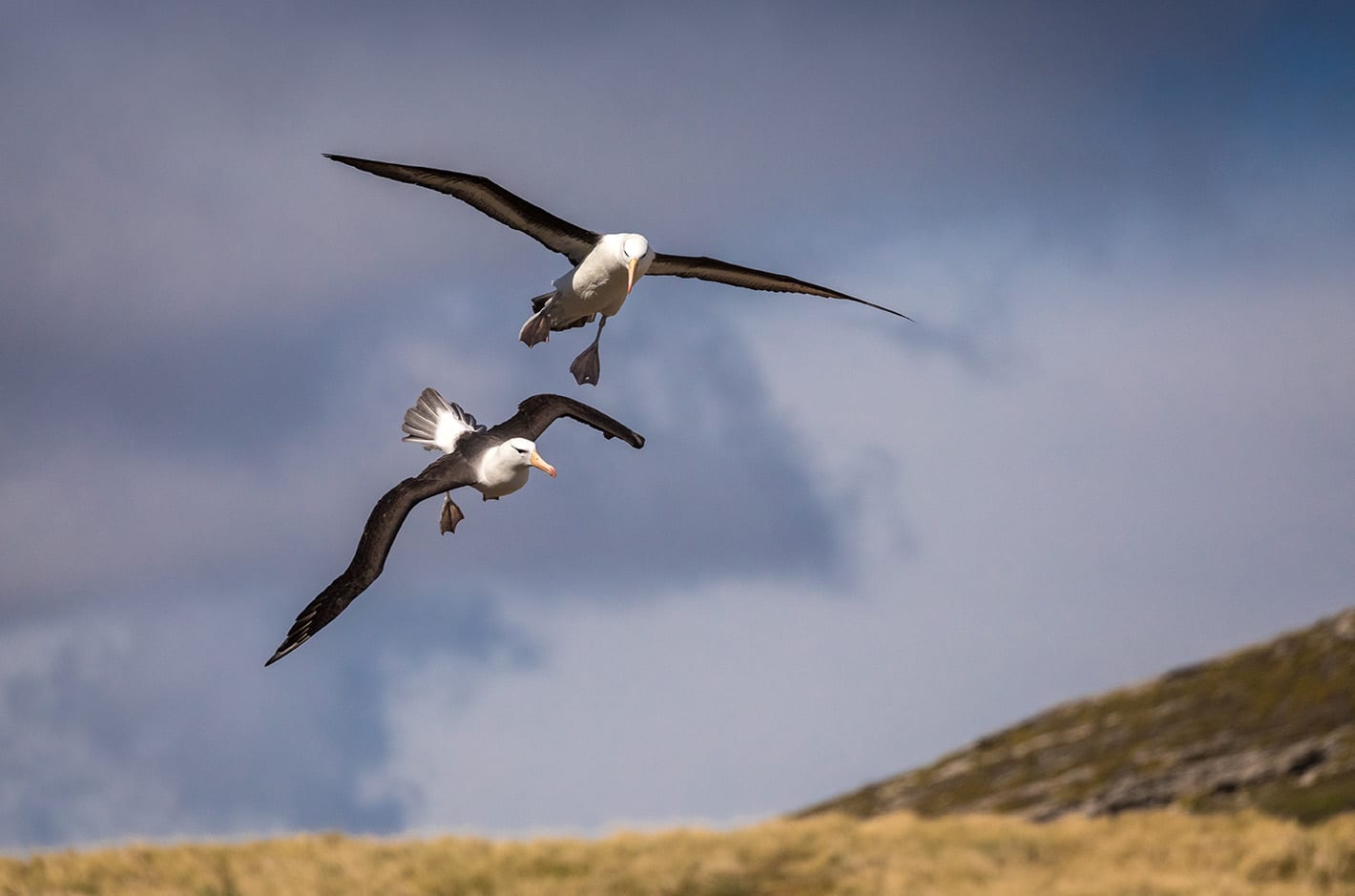 QuarkExpeditions_Black_Browed_Albatross_West_Point_Island_FalklandIsland_AcaciaJohnson_2
