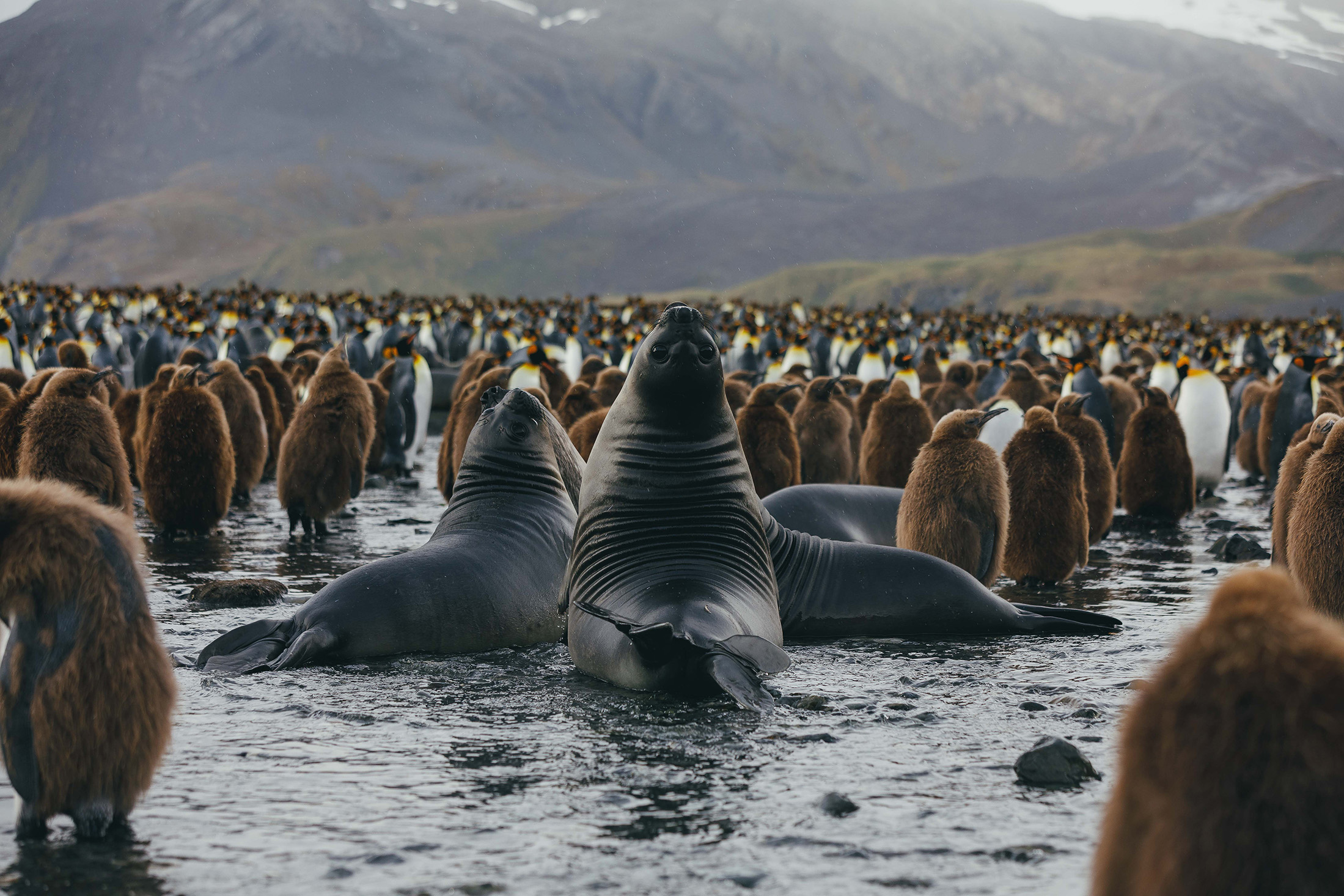 QuarkExpeditions__21A1116_DavidMerron