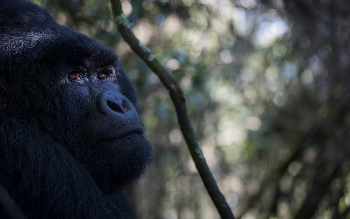 bwindi-lodge-gorilla
